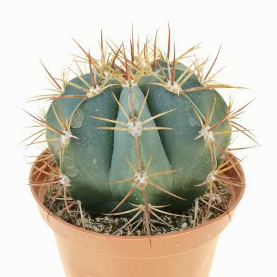 Melocactus diersianus - Giromagi