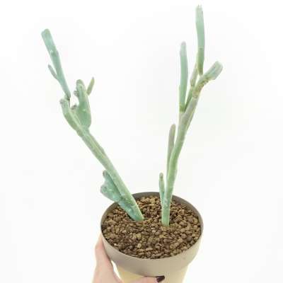 Euphorbia lomelii f. crestata