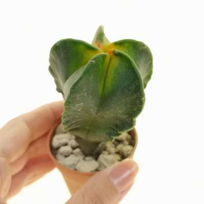 Astrophytum myriostigma f. variegata