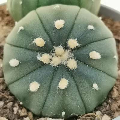 Astrophytum asterias hybrid f. dicotomica (CITES) - Giromagi