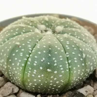 Astrophytum asterias hybrid (CITES) - Giromagi