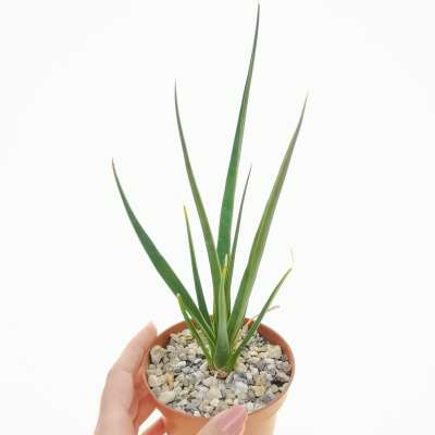 Dracaena cinnabari | Giromagi cactus and succulents for sale | Buy ...