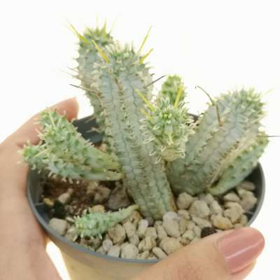Euphorbia mammillaris f. variegata
