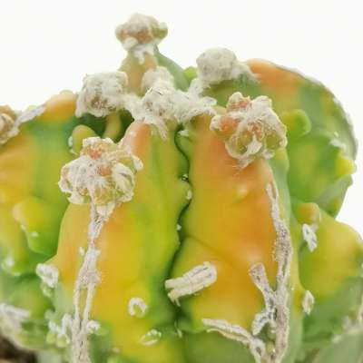 Astrophytum myriostigma cv. Fukuryu haku-jo f. variegata prolifera - Giromagi