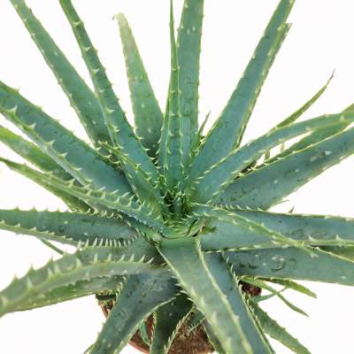 Aloe x spinosissima - Giromagi