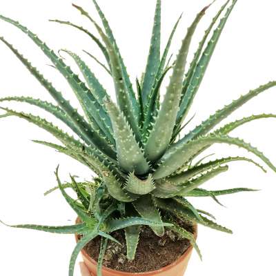 Aloe x spinosissima