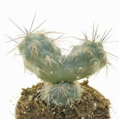 Tephrocactus Alexanderi F Dicotomica Cm Cactaceae Giromagi Vendita Piante Grasse