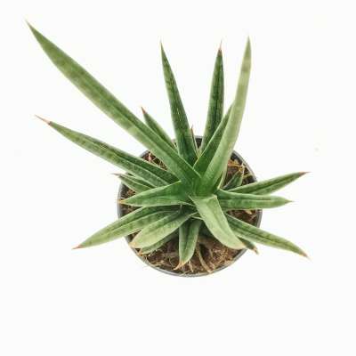 Sansevieria francisii - Giromagi