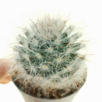 Mammillaria bocasana var. multilanata