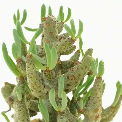 Tylecodon buchholzianus - Giromagi