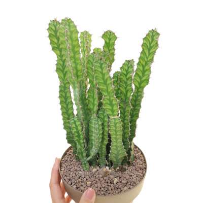 Euphorbia pseudocactus - Giromagi