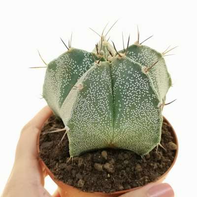 Astrophytum hybrid (myriostigma x Ornatum)