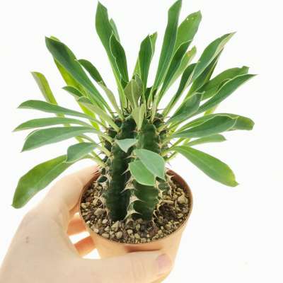 Euphorbia abyssinica