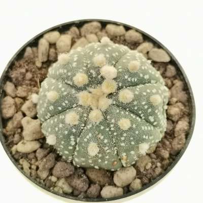 Astrophytum asterias hybrid (CITES) - Giromagi