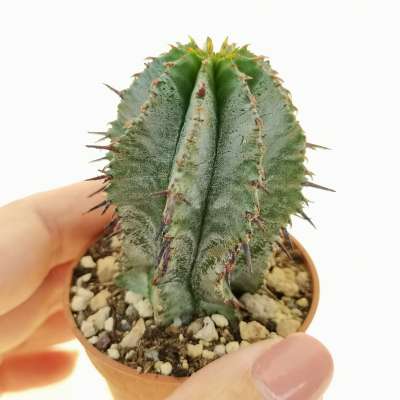 Euphorbia horrida f. striata