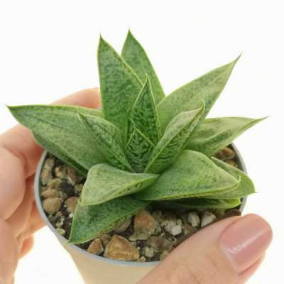 Gasteria 'D Tiga'