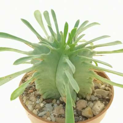 Euphorbia pulvinata - Giromagi
