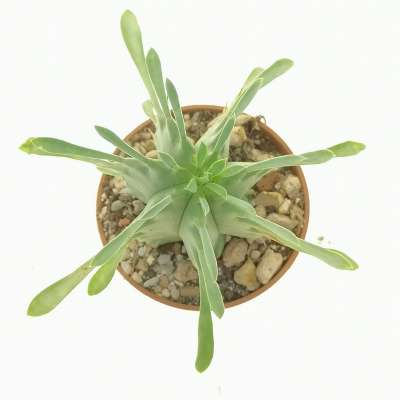 Euphorbia pulvinata - Giromagi