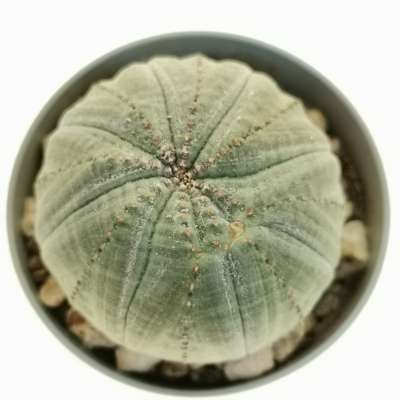 Euphorbia obesa - Giromagi