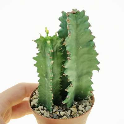 Euphorbia erythraeae f. mostruosa