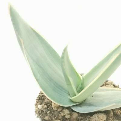 Aloe reynoldsii - Giromagi