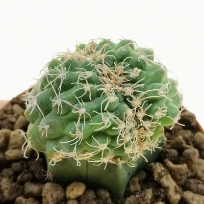 Gymnocalycium capillaense f. crestata