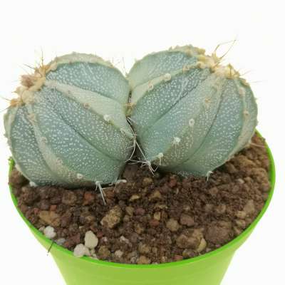 Astrophytum asterias hybrid (CITES) f. dicotomica - Giromagi