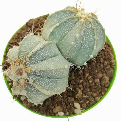 Astrophytum asterias hybrid (CITES) f. dicotomica - Giromagi