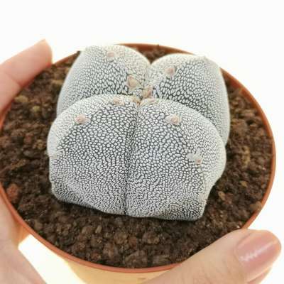 Astrophytum myriostigma cv. Onzuka quadricostatum