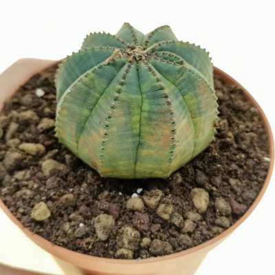 Euphorbia obesa f. variegata