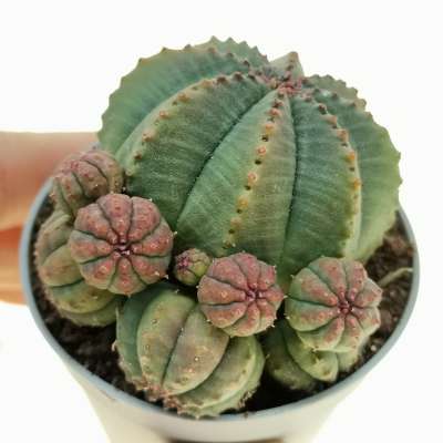 Euphorbia obesa f. prolifera