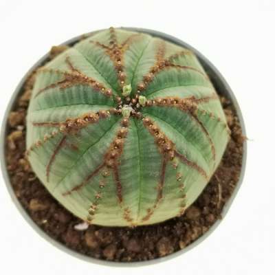 Euphorbia obesa (rare form) - Giromagi
