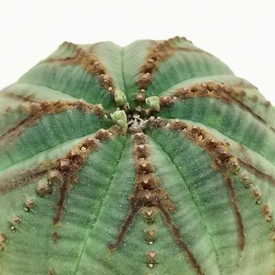Euphorbia obesa (rare form) - Giromagi