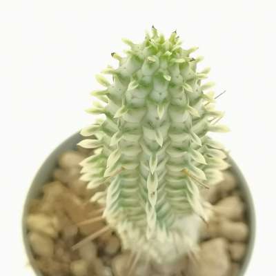 Euphorbia mammillaris f. variegata - Giromagi