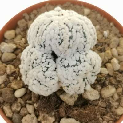 Astrophytum asterias hybrid (Superkabuto Snow Type) (CITES) - Giromagi