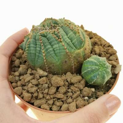 Euphorbia obesa cv. Rocky Mountain f. crestata (Rare form)