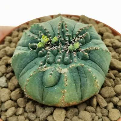 Euphorbia obesa 'Tiger form' f. crestata (Rare form)