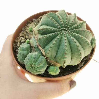 Euphorbia obesa 'Tiger form' f. prolifera (Rare form)