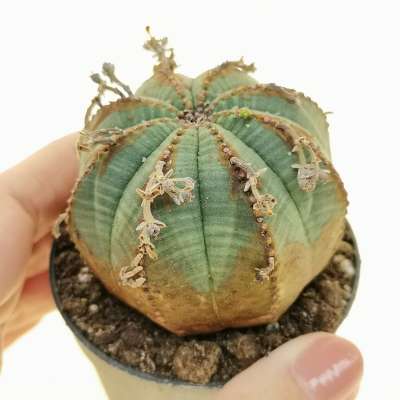 Euphorbia obesa (Rare form)