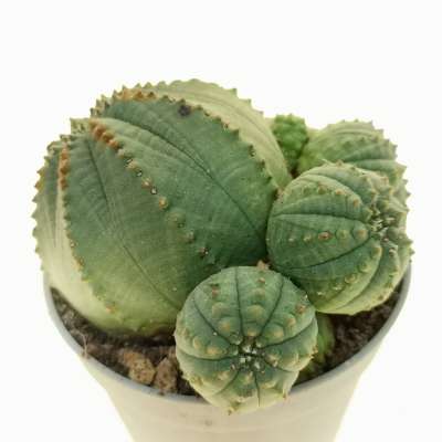 Euphorbia obesa f. politomica (Rare form) - Giromagi
