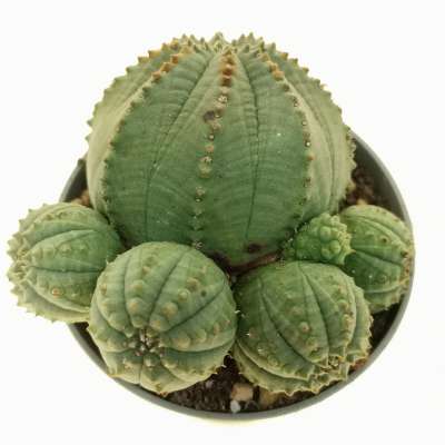 Euphorbia obesa f. politomica (Rare form) - Giromagi
