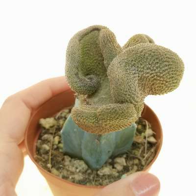 Rebutia einsteinii subs. gonjianii f. crestata