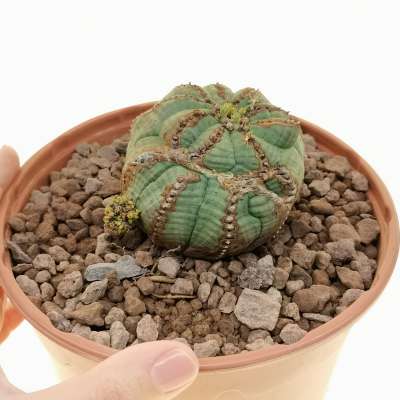 Euphorbia obesa cv. Rocky Mountain f. mostruosa (Old rare form)