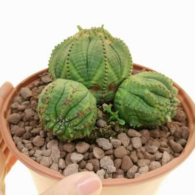 Euphorbia obesa cv. Rocky Mountain f. crestata prolifera (Rare form)
