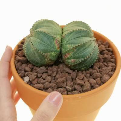 Euphorbia obesa f. dicotomica (Rare form)