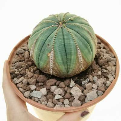 Euphorbia obesa 'Arrow'