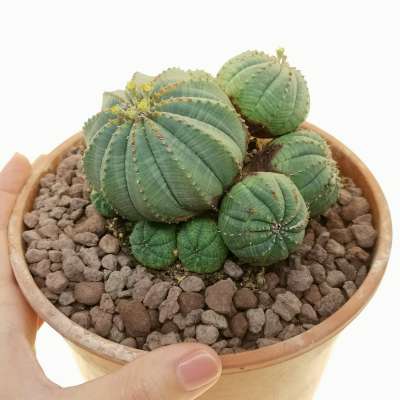 Euphorbia obesa f. prolifera (Rare form)