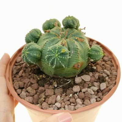 Euphorbia obesa f. prolifera (Rare form)