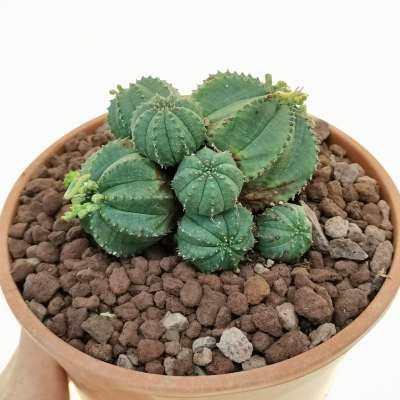 Euphorbia obesa f. prolifera (Rare form)