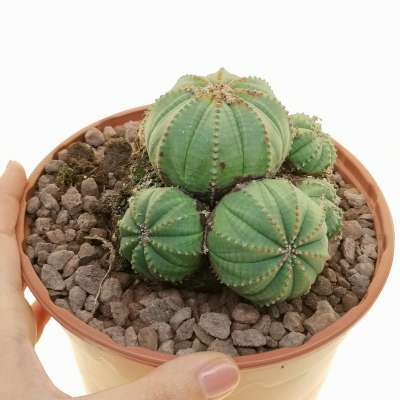 Euphorbia obesa f. prolifera